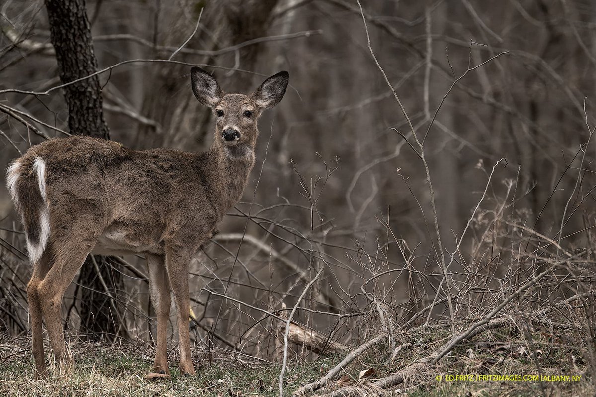 Fritzimages's tweet image. fritzimag.es/home | Portraits in Nature | Winter 2024 | Deer in full habitat Spring Molt @NikonUSA Z9 100-400 tc/1.4 Rising tempertures reduce the need for heavy winter coats #nofilter,#nocrop,#FX