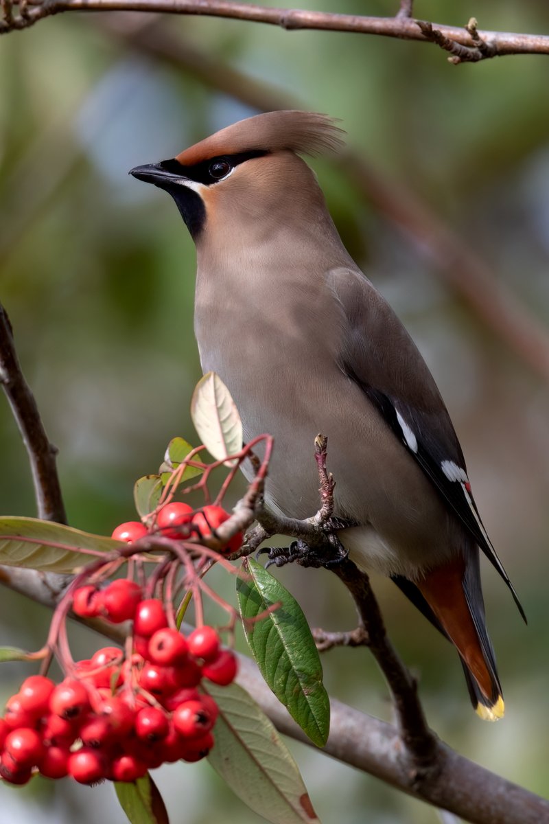 It has been a wonderful winter for our irruptive visitor from Northern Europe the Bohemian #Waxwing, so I was pleased to catch up with these sstunning birds before they left our shores
