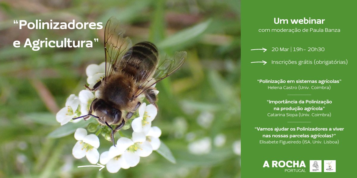 🍒🫐🐝 This Wednesday, March 20th, at 7 pm, Helena Castro and Catarina Siopa, researchers from FLOWer Lab, will participate in the Webinar 'Pollinators and Agriculture' (in PT) promoted by @ARochaPortugal The webinar is free but registration is mandatory: lnkd.in/den6VV2i