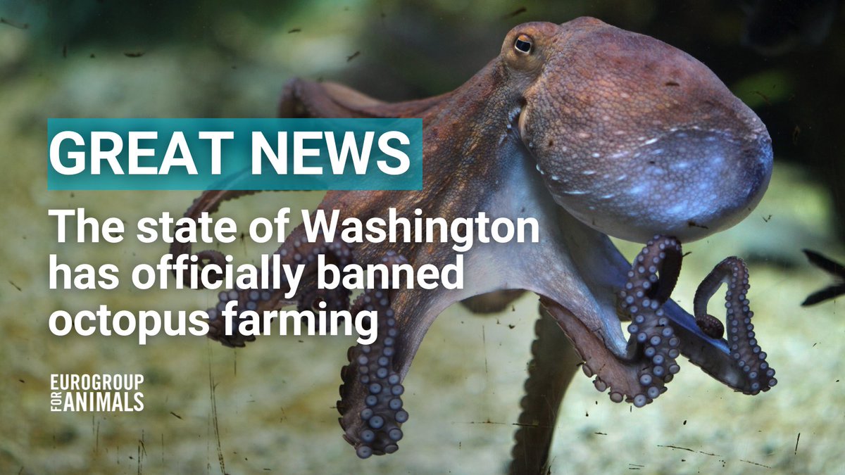 With a first of its kind legislation, the State of Washington has officially prohibited #octopusfarming!  👏🐙

Ahead of #EUelection2024, we are calling on candidates to sign our #VoteforAnimal pledge, committing to 10 demands for animals. ✊

Among these demands is a commitment…