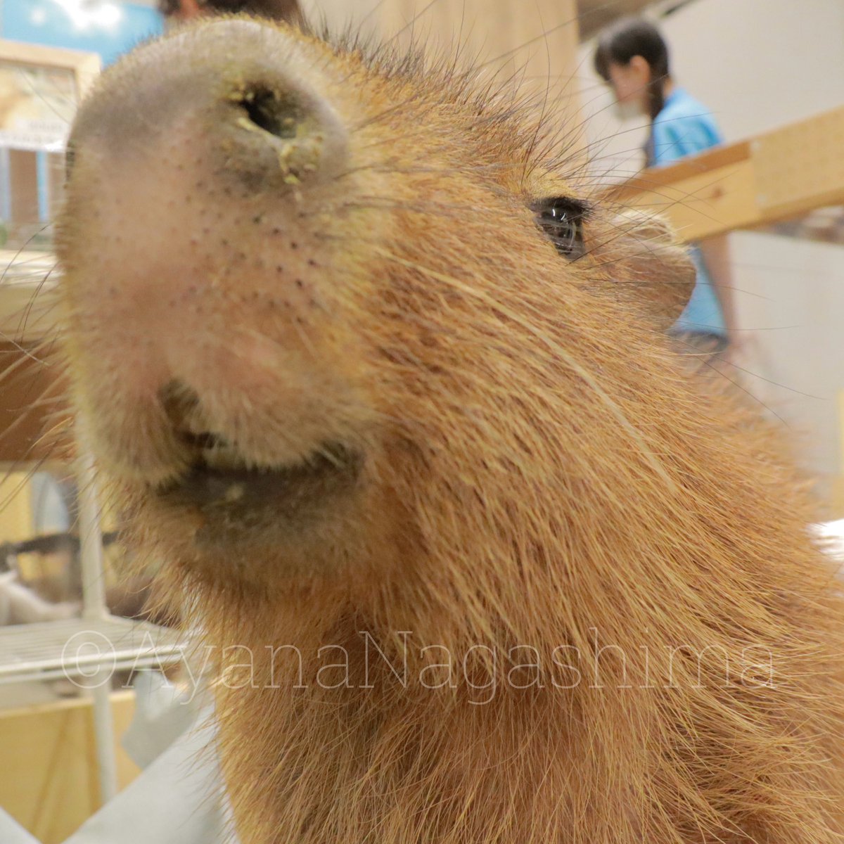 カピバラの口が好きです。 #カピバラ #capybara #もふもふふれあい動物園イオンモールつくば店