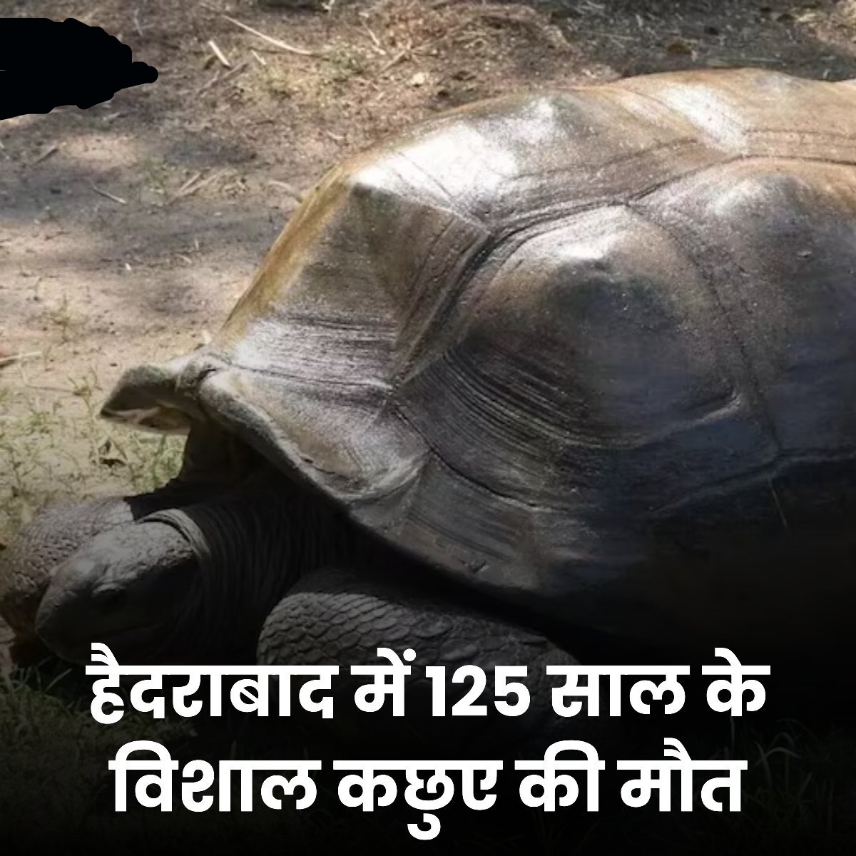 हैदराबाद में 125 साल के विशाल कछुए की मौत!
#Hyderabad #Turtel #NehruZoologicalPark #Zoo #OldTurtle #HyderabadZoo #TurtleDeath #HyderabadNews #hindinews #latestnews #latestupdates #India #latestnewshindi #Legal_Library #growmoreloansolutions #savera24newschannel