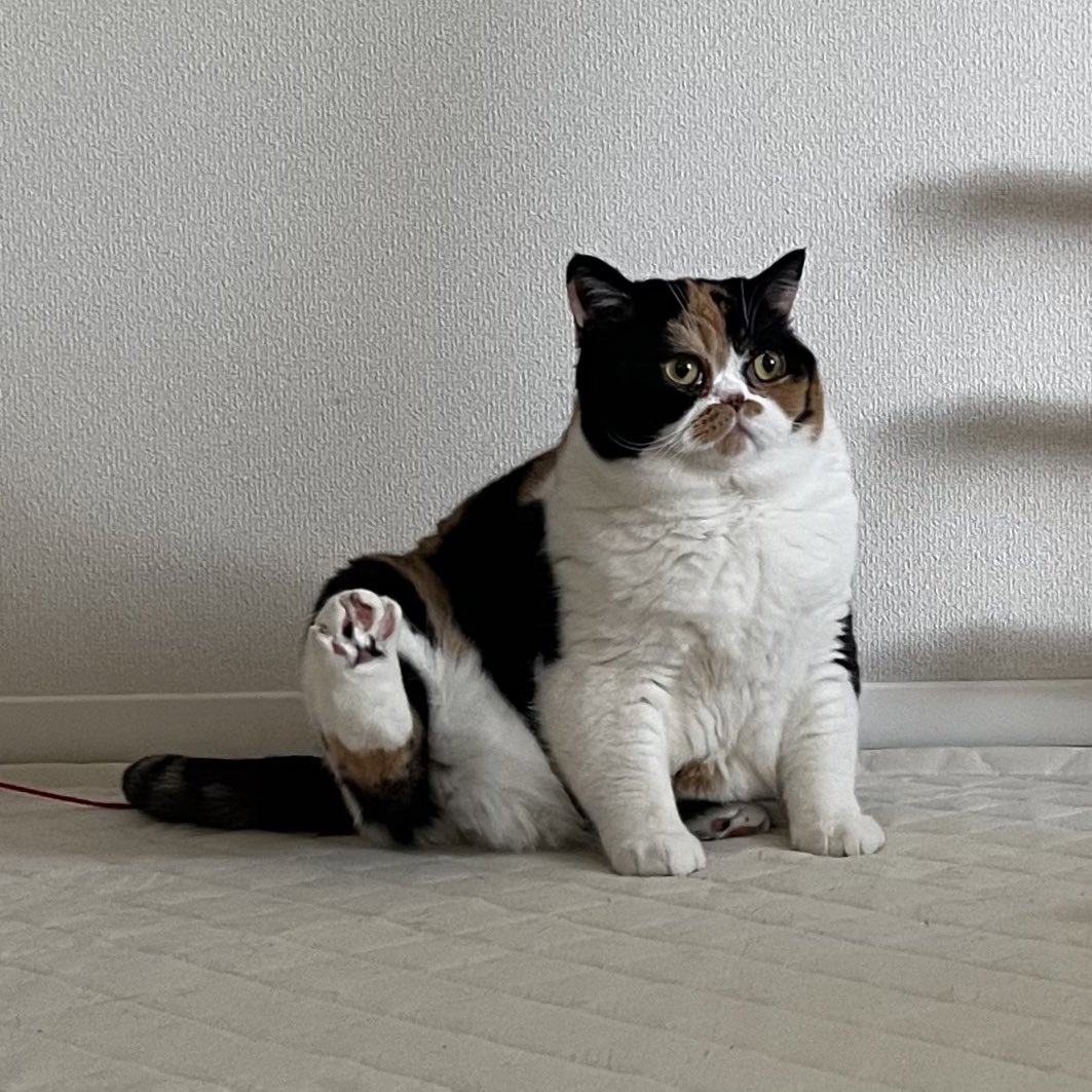 oage_cat's tweet photo. あんよで「よっ」 https://t.co/VTEKOL4jxX