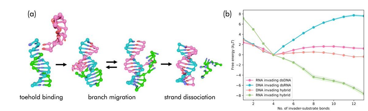 Petr Šulc (@petr_sulc) on Twitter photo Our new model for DNA and RNA coarse-grained simulations is now out in <a href="/JChemPhys/">The Journal of Chemical Physics</a> :
doi.org/10.1063/5.0199…
It is called #oxNA and includes <a href="/ox_DNA/">oxDNA and oxRNA</a> and #oxRNA models, and adds support for hybrid DNA:RNA duplexes:
🧵1/4 Our new model for DNA and RNA coarse-grained simulations is now out in <a href="/JChemPhys/">The Journal of Chemical Physics</a> :
doi.org/10.1063/5.0199…
It is called #oxNA and includes <a href="/ox_DNA/">oxDNA and oxRNA</a> and #oxRNA models, and adds support for hybrid DNA:RNA duplexes:
🧵1/4