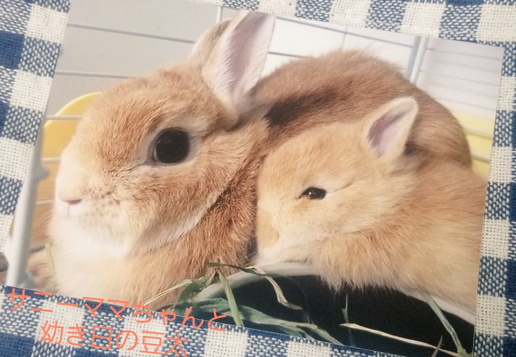 うちの豆太♪ tweet media