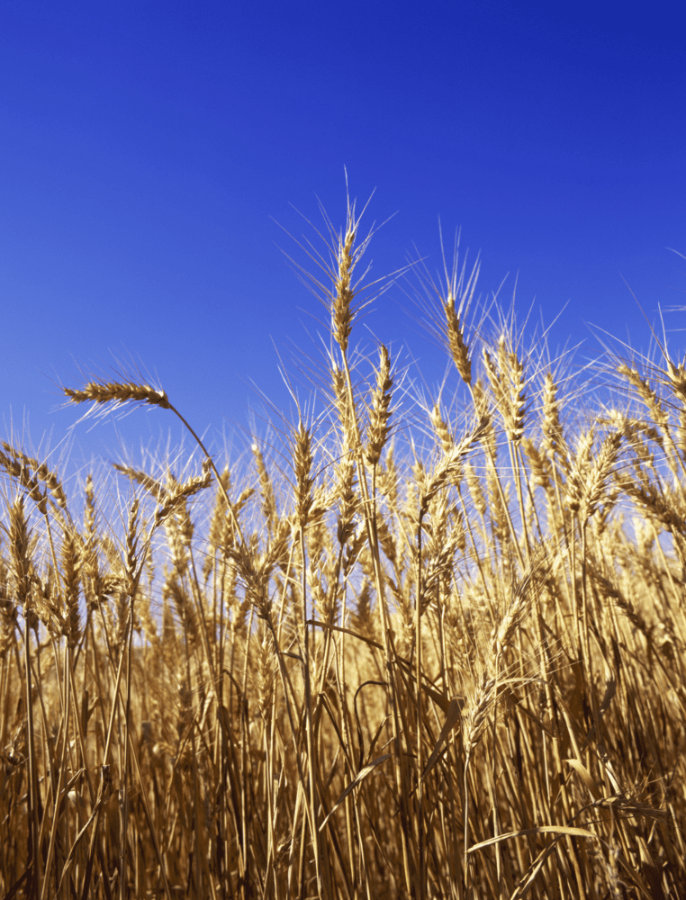 Indian government plans aggressive #wheat procurement to replenish stocks: officials

🌾#India's crop year 2023-24 wheat output rises on year to 112 mil mt
🚚 Government's plan may lead to supply tightness in spot markets

Link to the full story in the comments! 🖇️

#Agriculture