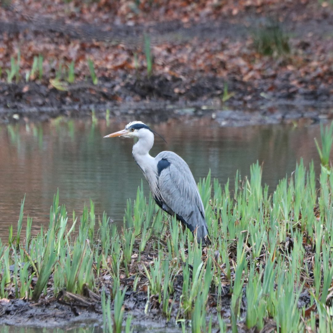 Heron near the sandy Heath! Did you know Herons have a unique hunting technique called “bill vibrating”. When hunting in shallow waters, herons will rapidly vibrate their bills to mimic the movement of insects, luring them closer and making them easier to catch.