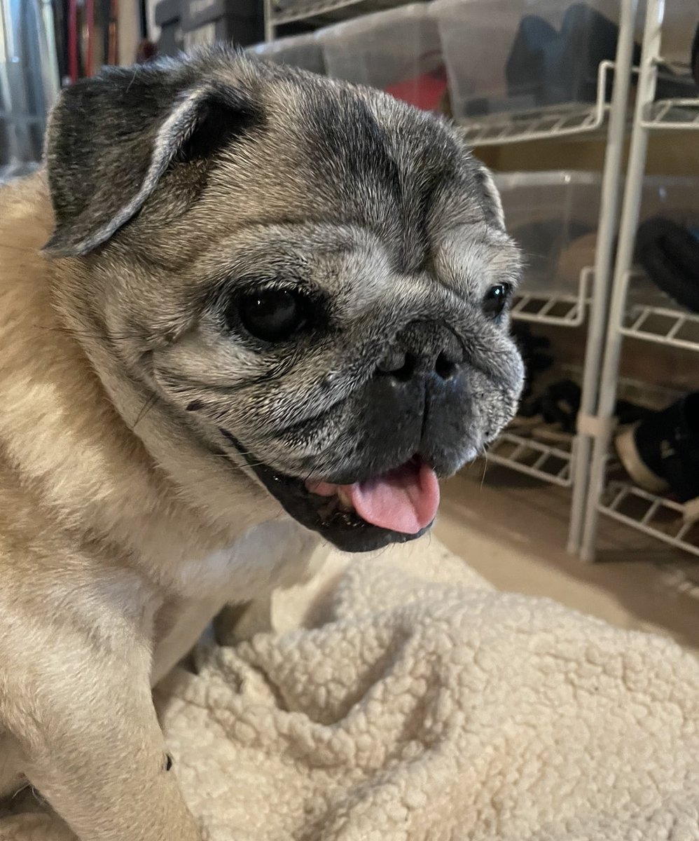 carlypug tweet picture