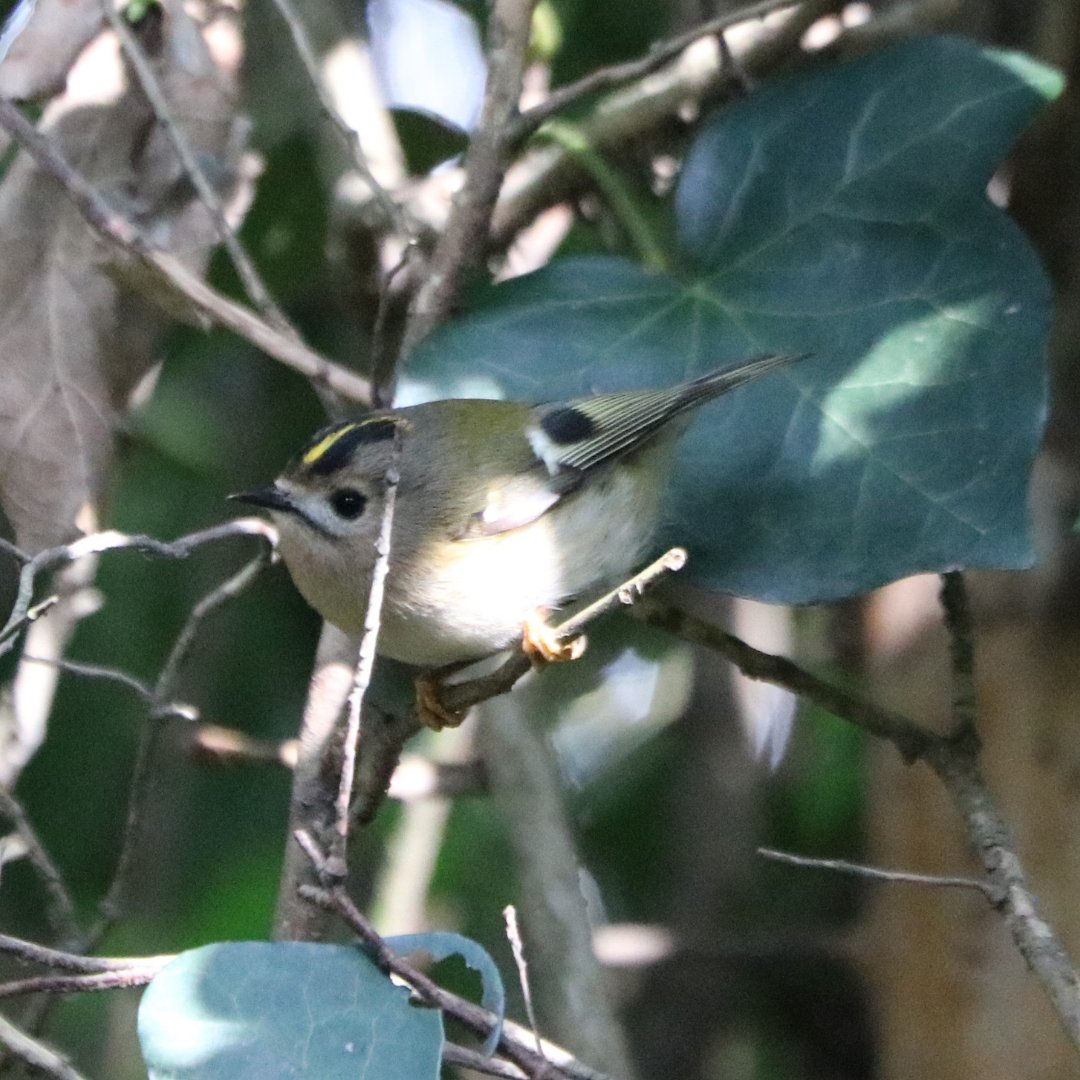 Swipe 👉 to see what was spotted in the Golder's Hill Park stumpery, a goldcrest, the UK's smallest bird! 📸: beautifully captured by our Heath Ecologist.