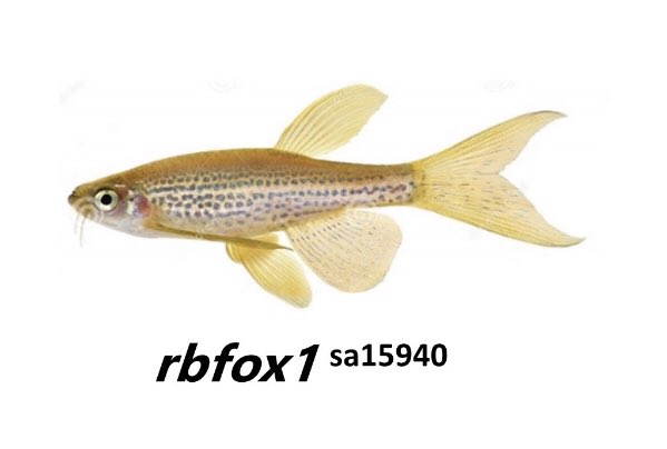 bcormand's tweet photo. RBFOX1 is an amazing gene that cuts across many psychiatric conditions. We have seen that serotonin is down in mutant zebrafish and reversed some of its behavioral alterations with fluoxetine!
👉pubmed/ncbi.nlm.nih.gov/38399469
@GeneticsUB @UBDivulga @PGCgenetics @craibiologia https://t.co/mVYeZIAYJe