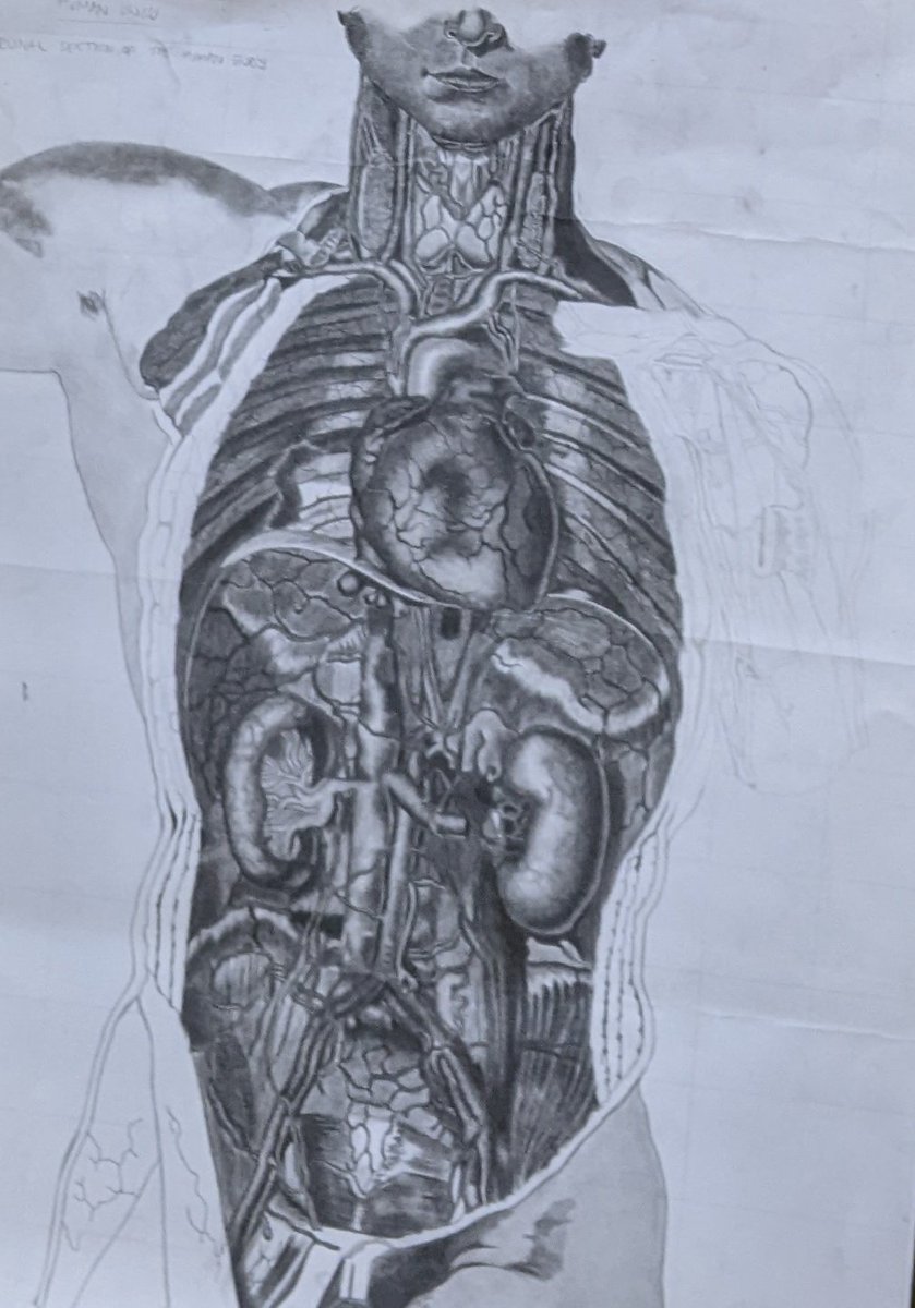 Last week, @rwandarenalorg celebrated the world #KidneyDay Here find a nice artwork by Rwandan medical student illustrating the internal organs including #kidneys @shyaka_modeste @GasheguJulien @Anatomy_rwanda @mnls_nke @hagenapaci #AnatomyEducation