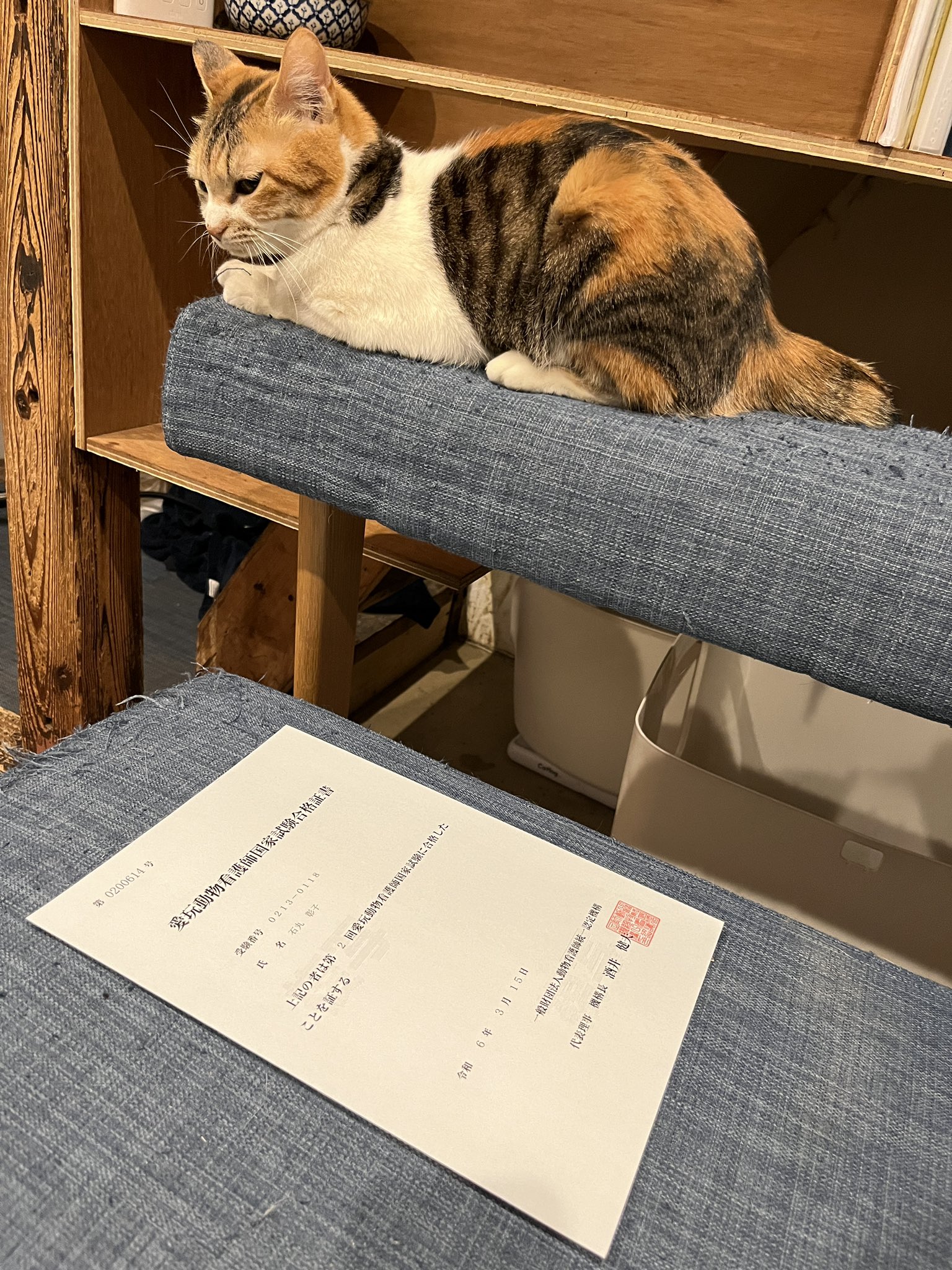 いしまるあきこ→6匹の猫たちと暮らす一級建築士•愛玩動物看護師