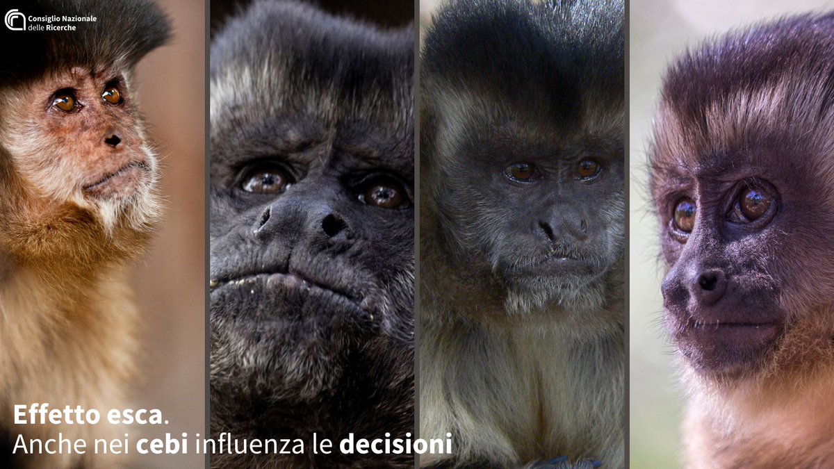 #EffettoEsca. Anche nei cebi influenza le decisioni Un nuovo studio di @cnr_istc e @IMTLucca dimostra come le scelte dei cebi dai cornetti siano influenzate da opzioni irrilevanti, evidenziando analogie con il comportamento decisionale umano 👉cnr.it/it/comunicato-… @MC_Carro