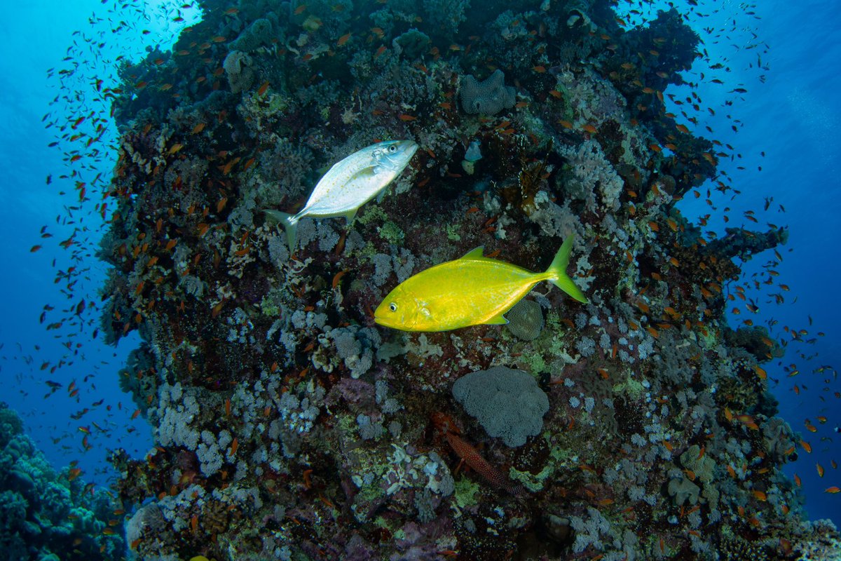 SeaTroops's tweet photo. From the ocean depths to your collection! 🌊 Introducing our latest NFT drop featuring captivating marine life. 🐬 Every NFT purchase supports environmental projects, starting with Red Sea cleanups. Join us in making waves for a cleaner world! 🌏💙 #NFTArt #SeaTroops 
@MLBinWA https://t.co/B4tgItSPJV
