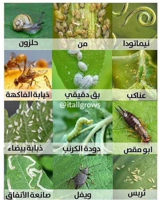 ALshemasyah's tweet photo. #خروج_الحشرات
#تكاثر_الحشرات
#الضربة_الاستباقية
من 16 مارس تخرج الحشرات من السكون الشتوي وتتكاثر بسرعة. وحتى لا تدخل في دوامة كورسات مكافحة.
اتبع التالي وهو برنامج مبسط للمنازل والاستراحات
1- ترش مبيد المادة الفاعلة اميداكلوبرايد مع مبيد المادة الفاعلة اباماكتين مع زيت معدني. من كل علبة 1مل للتر.
- رشة وبعد 14 يوم رشة ثانية وخلاص
- أول رشة الصباح 7:30ص 
ثاني رشة بعد الظهر 1:30 م
- إذا كان فيه سابق حلزونات فيلزم إضافة رشة الساعة 9 ليلاً وتكرر بعد أسبوع وخلاص. 
2- ترش مبيد كبريتات النحاس أو هيدروكسيد النحاس 2غ للتر
رشة وبعد 14 يوم رشة
تكون بعد رش الحشري السابق ذكره ب 4 يوم
- الرش يستهدف الأوراق والجذع والتربة
- قبل الرش تنظيف الحوض من الأوراق المتساقطة والتي تختفي تحتها الحشرات وتتكاثر
- المناطق المزدحمة بالأشجار يركز عليها الرش الأرضي 
• بهذا الكورس الاستباقي خلاص ما راح تشوف حشرات طوال الربيع والصيف ما عدي البق الدقيقي يمكن يظهر بقلة.
#تنويه
الكورس هذا يطبق من 16 مارس حتى 20  أبريل 
- يعني بالصيف ما ينفع ترش الظهر وستكون الحشرات دخلت في أطوار لا نهائية من التكاثر وتجلس طول السنة وأنت تعافس بهالمبيدات