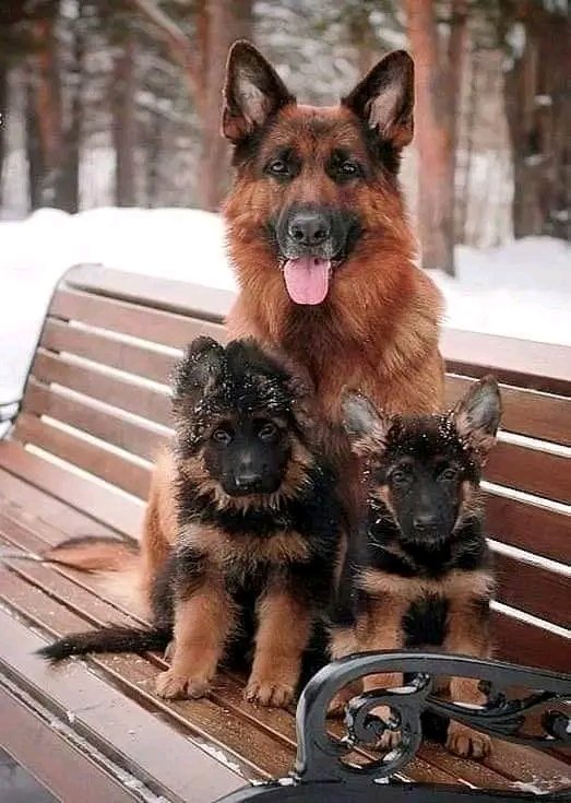 Germanheaven99's tweet photo. Proud moment 😍
#GermanShepherd #GSDE https://t.co/IbACeoF4M6