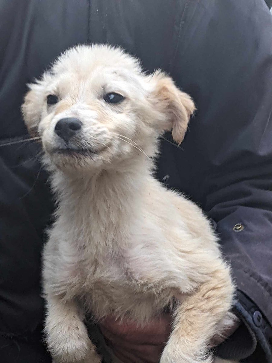 Vilmir is a gorgeous little boy in the #Romanian public shelter. There are so many abandoned puppies in this shelter, but the Rescue fell in love with this one and said they'd help him.  He's now ready to travel to the #UnitedKingdom #puppylove #Rescueismyfavouritebreed