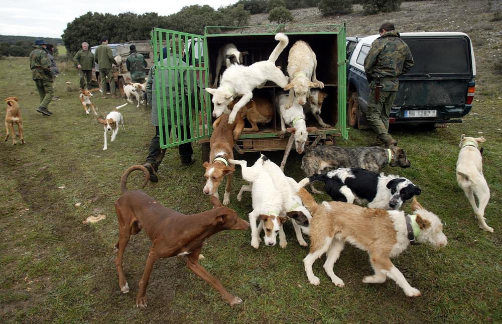 🔵<a href="/damacjuristas/">damacjuristas</a> presenta RECURSO DE ALZADA contra la Resolución de la DG de Agricultura de la Junta de Extremadura donde autoriza el enterramiento de cadáveres de perros de caza, incluídos los de rehalas y perros pastores y de guarda de ganado, por entenderla contraria a derecho