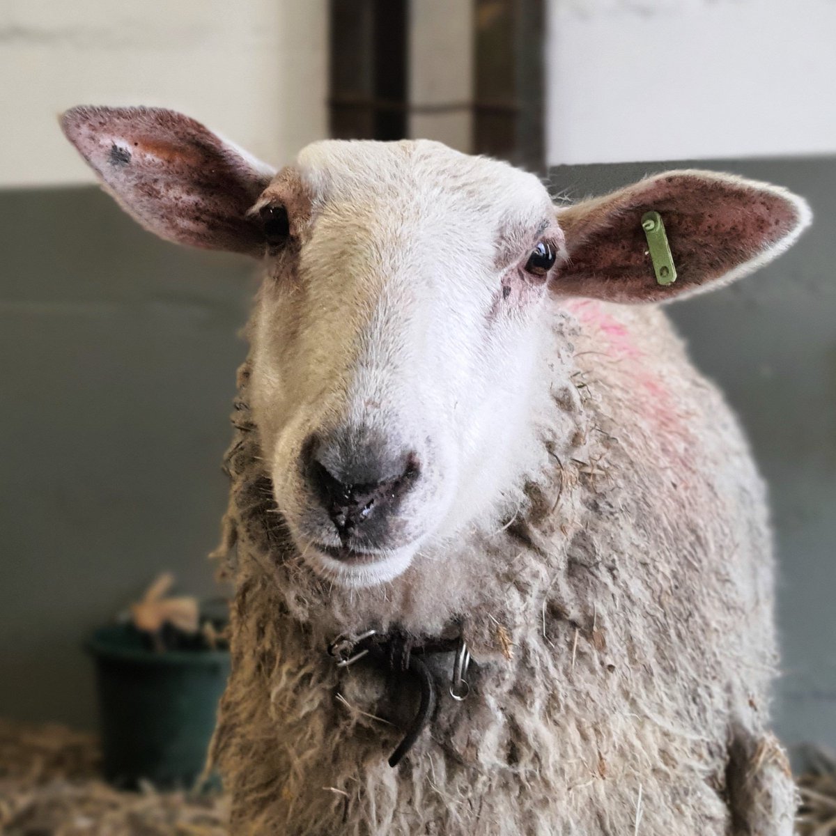 Herzlich willkommen im #landdertiere, Mädels! 🐑❤❤  Nach ganz viel Schrecklichem nun endlich Sicherheit und Frieden. Sie sind jetzt keine Nummern mehr, sondern haben Namen: Mälla & Biene. ➡️ land-der-tiere.de/willkommen-mae… ~ #lebenshof #tierschutz #tierrettung #tierrechte #schafe