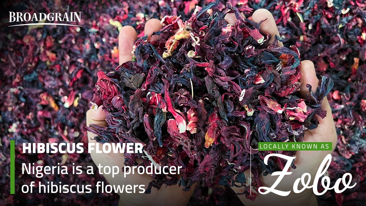 BroadGrain's tweet photo. Hibiscus flowers processed and handled at #BroadGrain Africa facility in Kano- #Nigeria . For enquiries and more information Visit https://t.co/hNOBG7bmri
#hibiscus #bulktrading #crops #agriculture #africa https://t.co/XE0GSrU36x