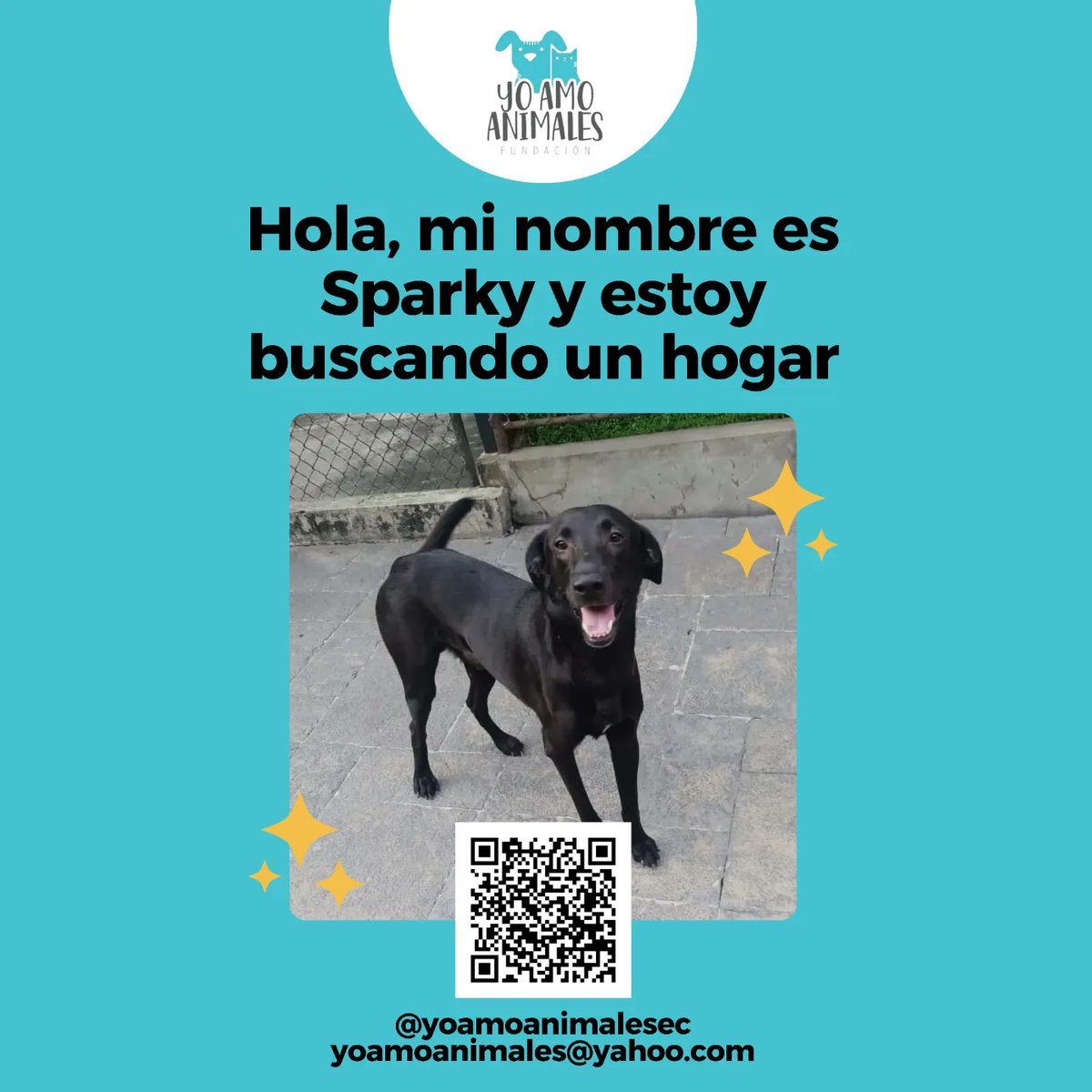 yoamoanimales's tweet photo. Urgente !!! Ayuda 
Necesitamos hogares temporales para nuestros niños perritos , tenemos 7 días para reubicarlos.
Cubrimos alimentación y traslados a eventos .
Nos das una patita ? 
Escríbenos por dm para más información. 
Contamos con tu ayuda .
Suma difundir y compartir 🙏🏻 https://t.co/GPCn4XsVu3