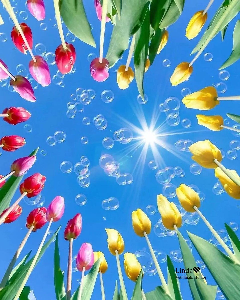 Animals_Humor's tweet image. Happy new week 🌷☀️🌷 to all.

🌷#HappyNewWeek #Everyone 🌷