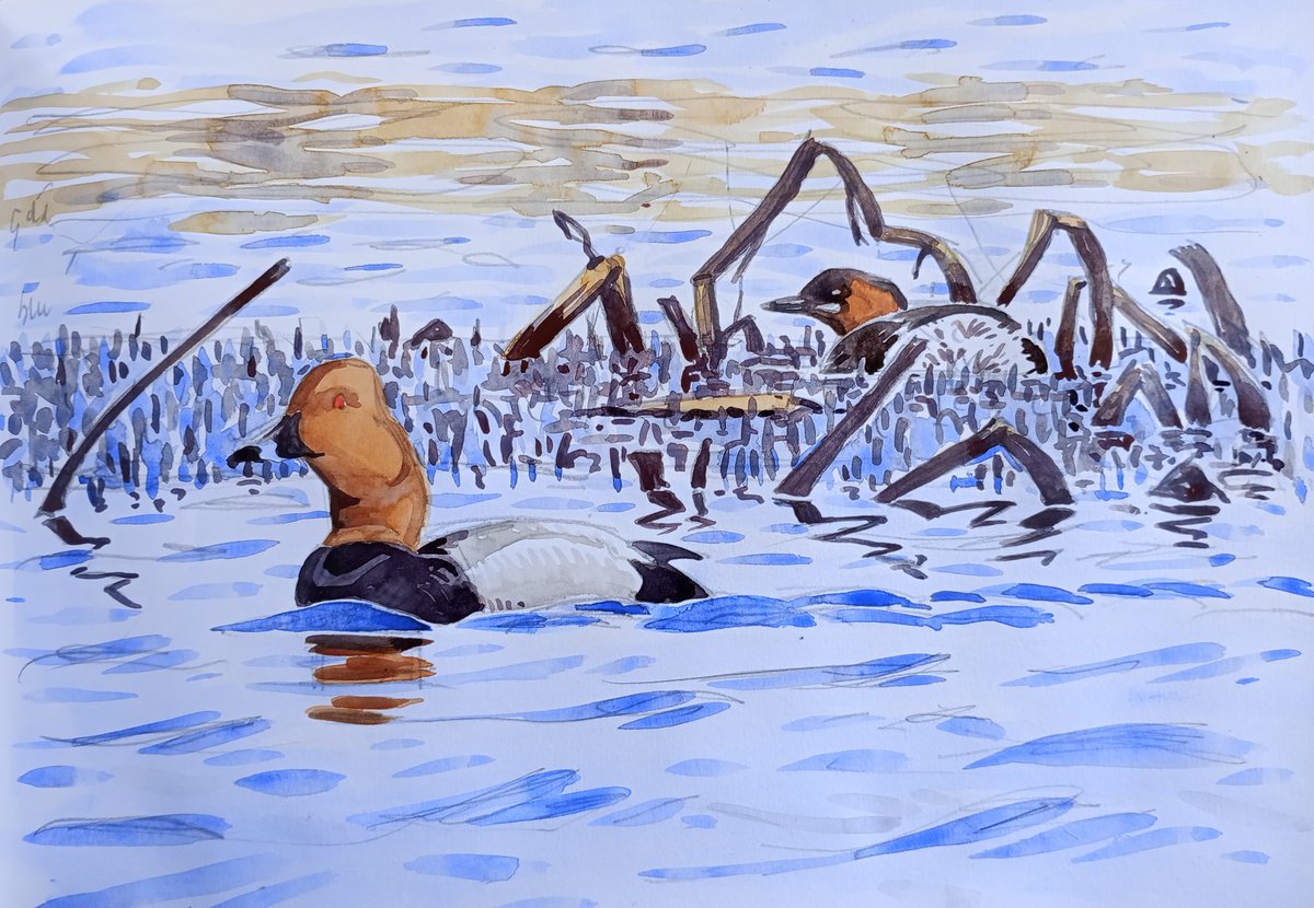 Drake Pochard cruising past a Dabchick on a lovely spring morning at Keeler's, Wivenhoe @Evansthegrump @EssexBirdNews @SwarovskiOptik @swlanaturaleye