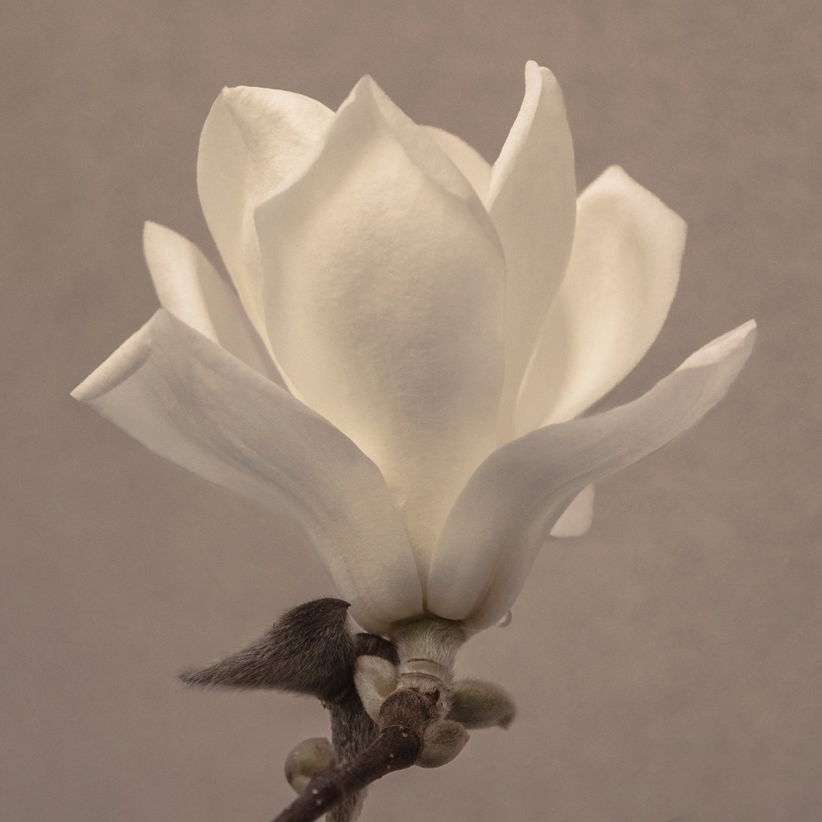 A perfect white #magnolia. A rare thing indeed. Back out with my camera after 7 long weeks recovering from yet more surgery on my mangled hand. Feels good 🙏 #sharemondays2024 #fsprintmonday #wexmondays #flowerphotography @GdnMediaGuild