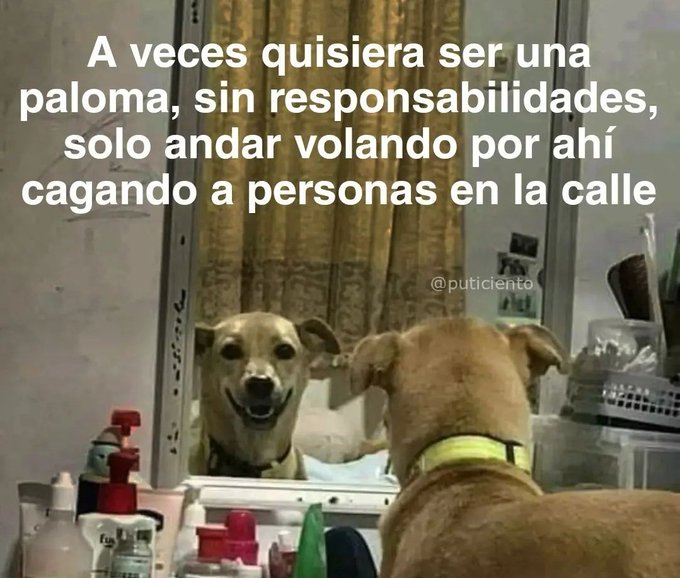 skereunpesado's tweet photo. https://t.co/LVqwF6A4I1
