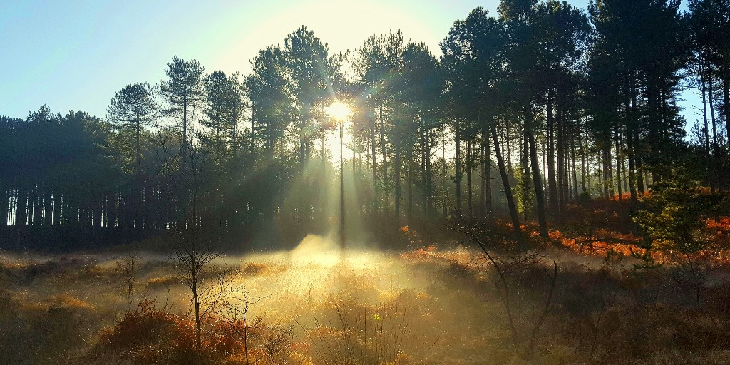 A Forest moment 💚🌳 📷 Kerrie Ward, Wareham Forest #MindfulMonday #ForestMoment #Mindfulness #DorsetForests