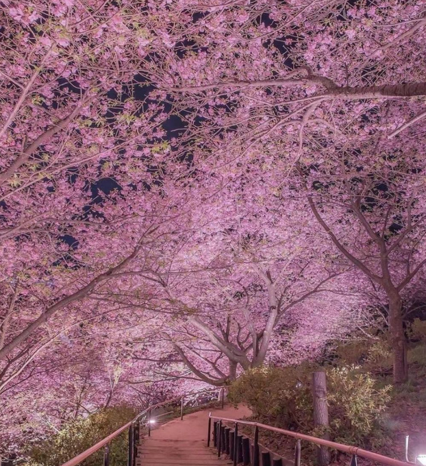 #Cherry in Japan