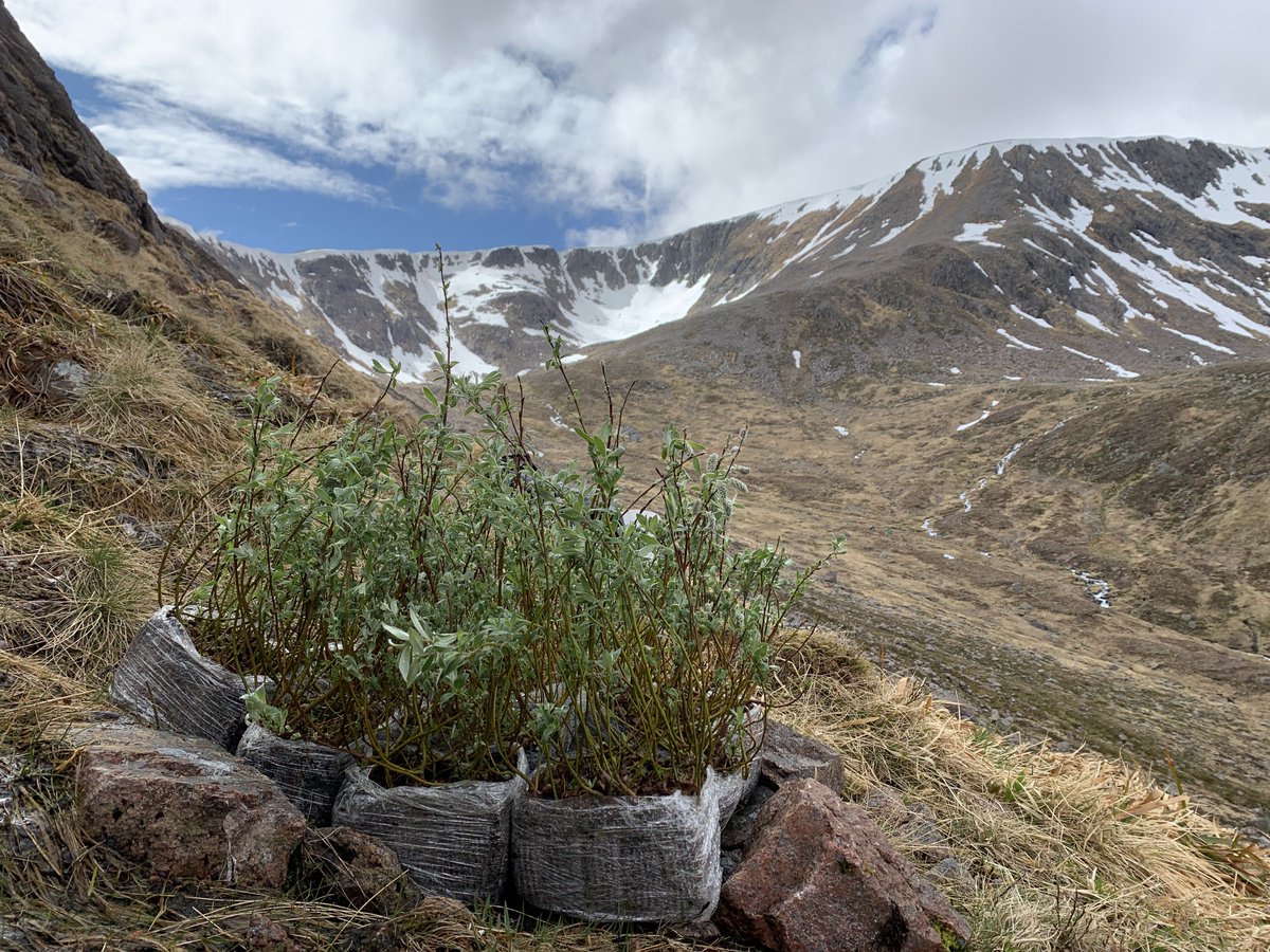 With a little help, montane scrub is only too happy to return to Scotland's hillsides. We're thrilled to see Dundreggan-grown willows thriving at @MarLodgeNTS in the Cairngorms. Recent surveying showed an almost 100%-success rate for planted trees! 📸Shaila Rao + Treesurv