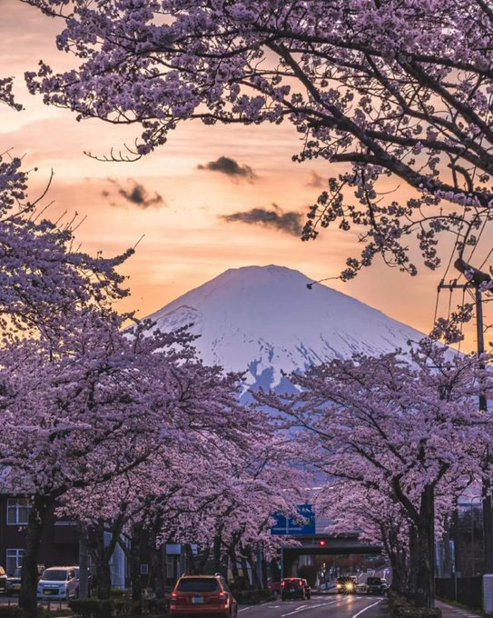 The cherry blossoms are already blooming in Japan