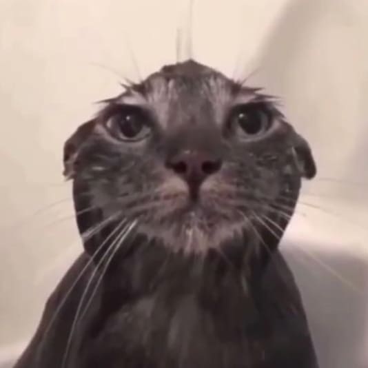 asterjam's tweet image. i'd win(ФωФ)