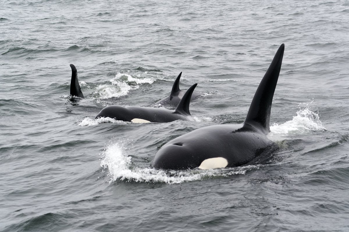#ICYMI Shetland and Fair Isle have been awarded Important Marine Mammal Area status, joining other IMMAs in Patagonia, Antarctica and Madagascar! Shetland MSP & #NatureChampion for the Orca, @BeatriceWishart, highlighted the announcement in @scotparl! 🐳 parliament.scot/chamber-and-co…