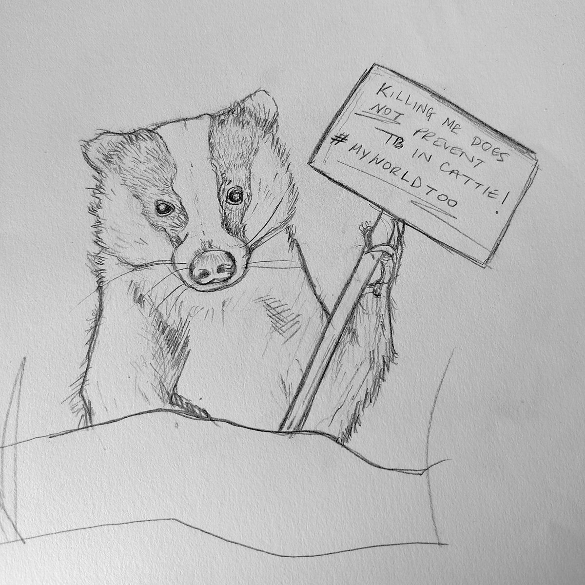 Little sketch today... #EndTheCull #Badgers