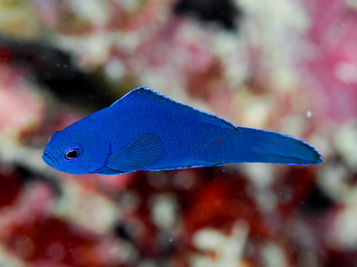 The Blue Assessor (Assessor macneilli) is another beauty I photographer some years ago in the Great Barrier Reef and am looking forward to seeing again. It's found in other areas of the southwestern Pacific, but I only saw it in the GBR, where it was quite common. #ichthyology