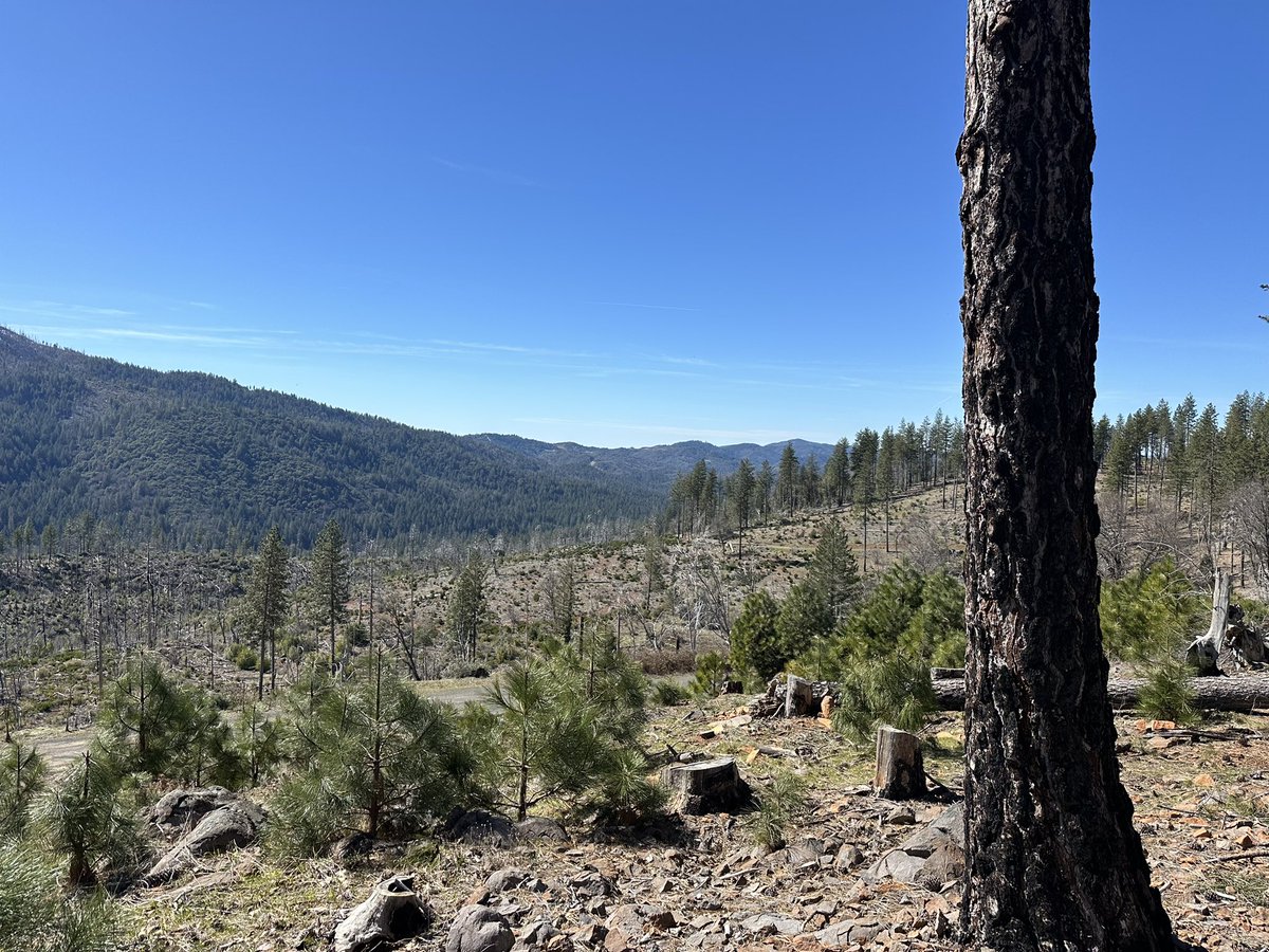 LeoOfarrell's tweet photo. A bit of mountain biking in Boggs forest yesterday https://t.co/l4IZYoFtiS