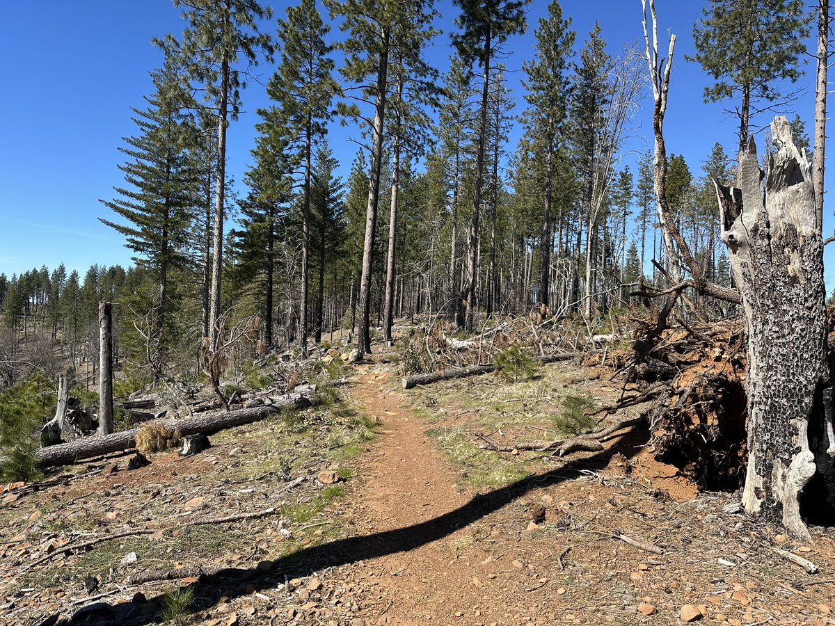 LeoOfarrell's tweet photo. A bit of mountain biking in Boggs forest yesterday https://t.co/l4IZYoFtiS