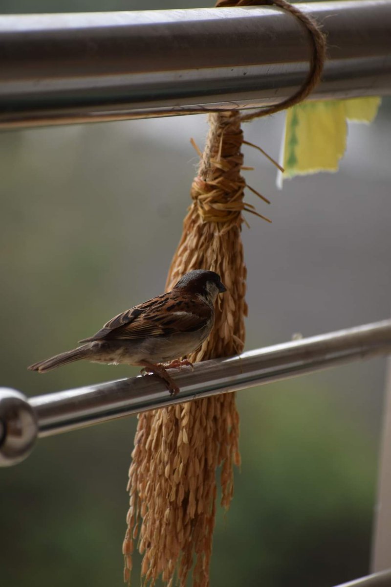 BiotechSanjeet's tweet photo. Team APRF trying to restore the population of House sparrow in urban areas near Mahanadi river at Cuttack.
#cuttackdm #CMO_Odisha #MoEFCC #cuttack #sparrows #conservation #ConservationEfforts #environment
@ajinkyabankar @Vkpandianfancl1 @AndAprf @CMO_Odisha https://t.co/bLDDTyg5iC