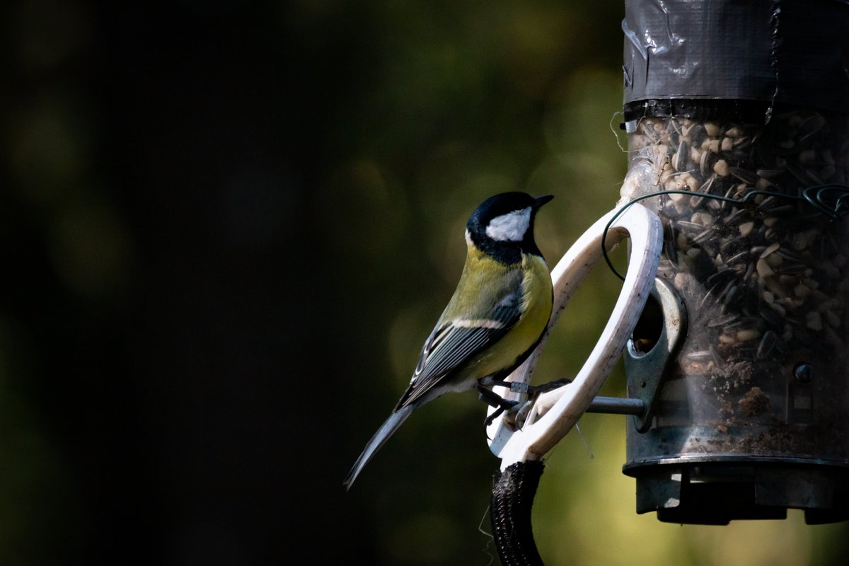 Our new OA article is out in @BehavEcol ! Tracking juvenile great tits across their first year of life, we document the dynamic changes in social strategies during transition to independence in a species with limited parental care. (1/2) doi.org/10.1093/beheco…