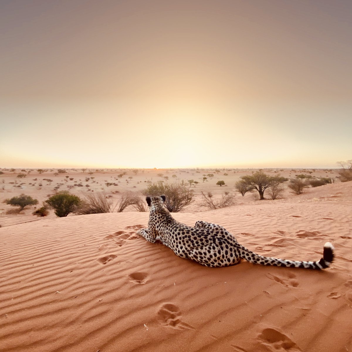 Cheetahs often sit atop dunes to locate their prey from a distance. Their eyesight is remarkable, and they are able to spot their prey from several hundred metres away. #EarthCapture by Solly Levi via Instagram.