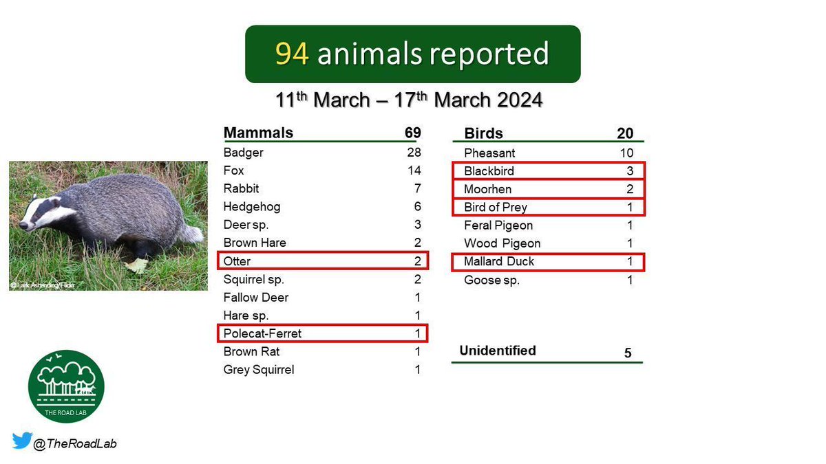 The weekly #roadkillreport is out. 94 animals reported last week, with badgers as the top species. Many unusual spots this week, such as a bird of prey, mallard, moorhen and a polecat-ferret. Seen roadkill? Report it at buff.ly/47cIDTa or via our app #ukwildlife
