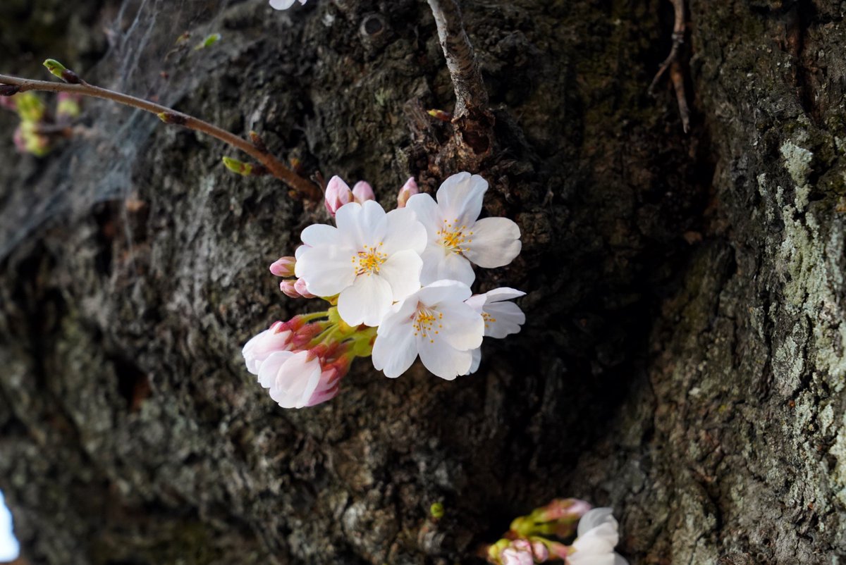 The Ear Doc👂🇨🇦 tweet media