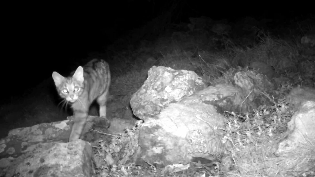 3CatInfo's tweet photo. El gat fer, l'únic felí salvatge de Catalunya, ha tornat al Montseny: "No el molesteu" https://t.co/rpQ9ewiNaD https://t.co/OjNWNnMSQh