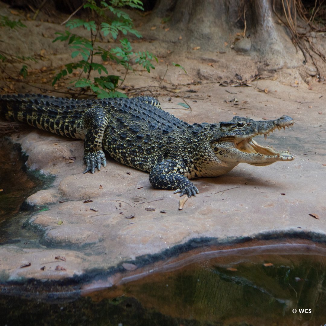 Your morning will get a little wilder with this exciting before-hours program on April 6! During Bronx Zoo Mornings: Crocs, your family will learn all about these fascinating reptiles & chat with a keeper who cares for them. Learn more & register here: bit.ly/3wrVt2b