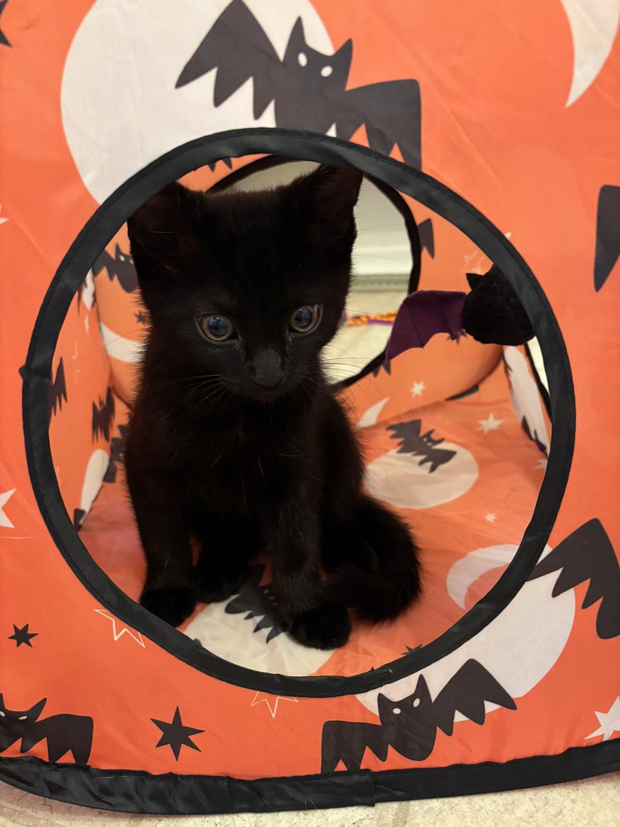 kittygirlrae's tweet photo. SHE IS LITERALLY THE SIZE OF MY HEAD AND SHE IS 12 WEEKS AND IM GONNA NAME HER ALICE AFTER ALICE CULLEN AND I LOVE HER SO MUCH I WAS CRYING WHEN I MET HER SHE IS A SOULMEOWTE!!!!!!!!!! https://t.co/G86gxRz6ll