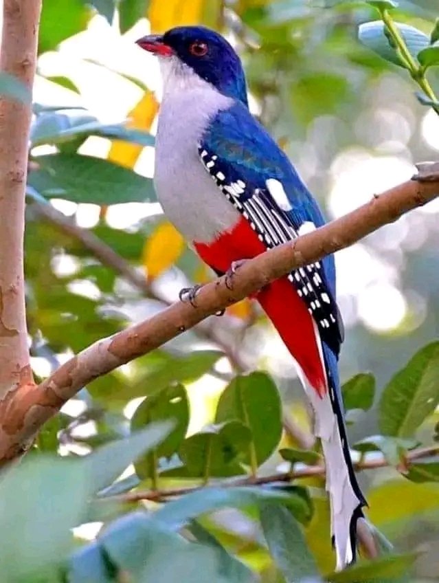 #Cuba, la patria en el corazón.
<a href="/geiacuba/">Grupo Empresarial de la Industria Alimentaria</a>