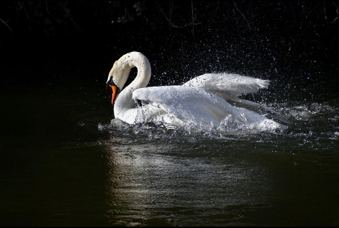Swans on the River Kennet, Reading. #rdguk @KennetAndAvon #NaturePhotography 📷🦢