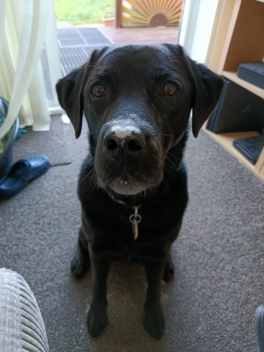 Kateat40's tweet photo. @TheTwoPintsPod I’m coming to Birmingham with one of my best friends &amp; her assistant dog ❤️ @RalfLittle hugs are available https://t.co/mKgZhZCEZi
